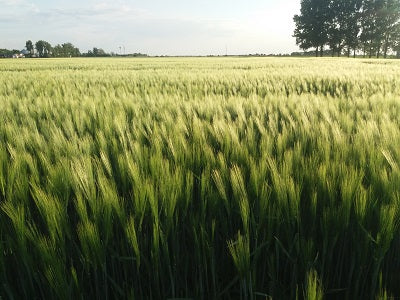 Rozs - pannon bükköny magkeverék