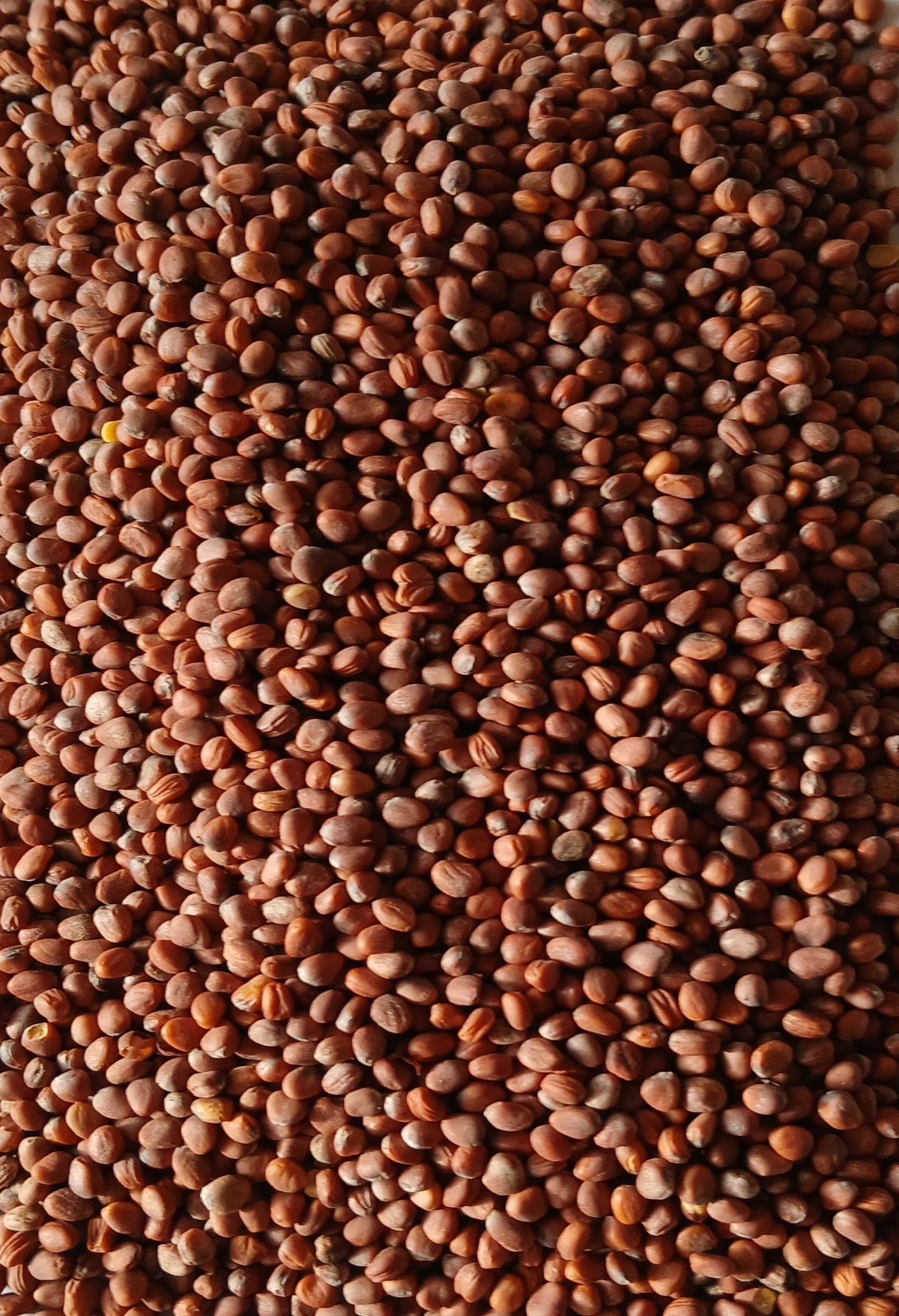 Tillage retek vetőmag fémzárolt