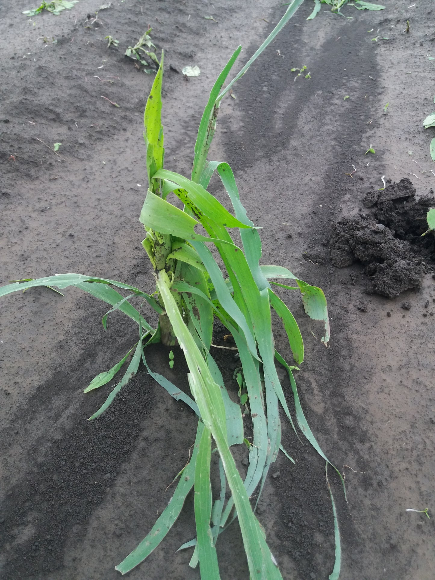 Egyéves AKG méhlegelő magkeverék