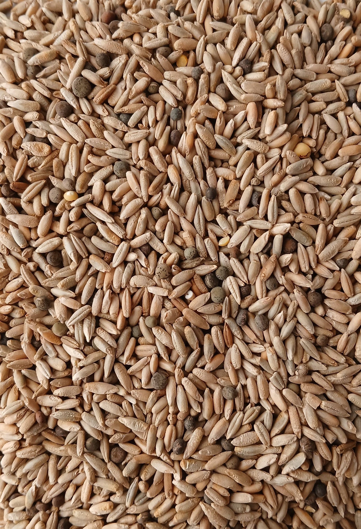 Rozs - pannon bükköny vetőmag keverék