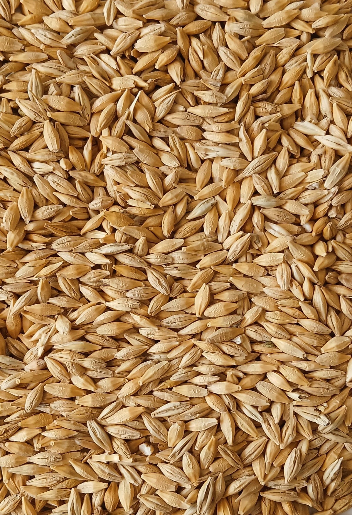 Tavaszi árpa vetőmag